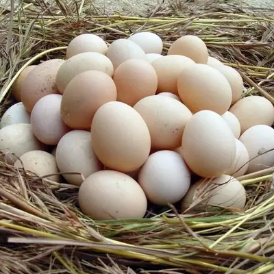 雙午村正宗土雞蛋農家散養新鮮純天然 雞蛋20枚 資助對象 胡雪梅